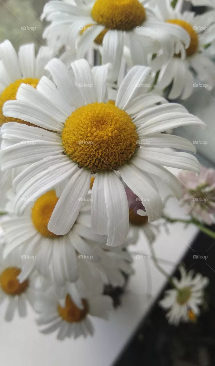 flowers