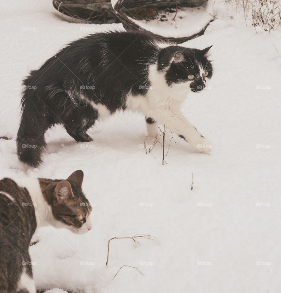 2 cats experiencing heavy snow for the first time