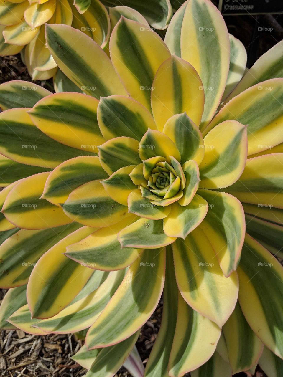 closeup of sunburst succulent (aeonium decorum)