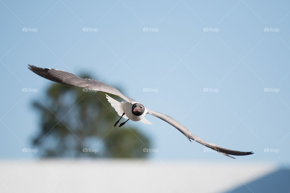 Bird, Flight, Wildlife, Nature, Sky