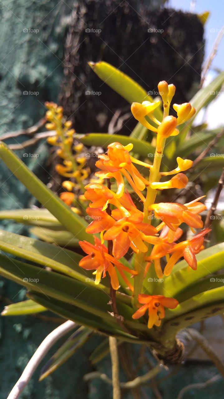 Orange orchid nature