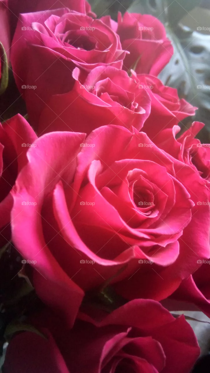 Roses