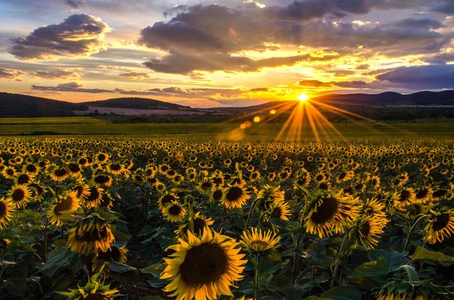 Landscape, Sunset, Sunflowers Field