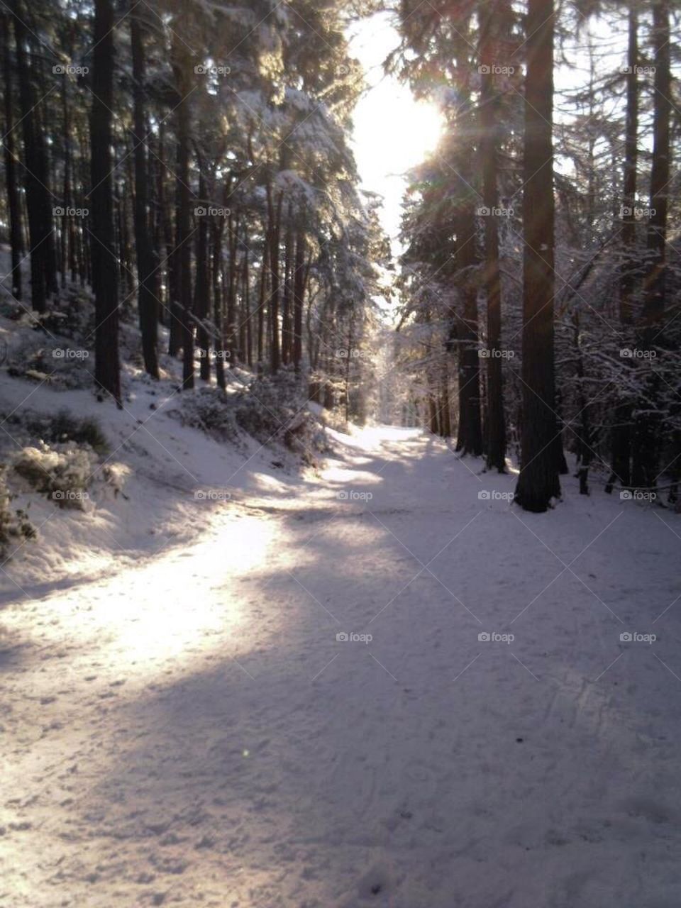 Lickey Hills In The Snow