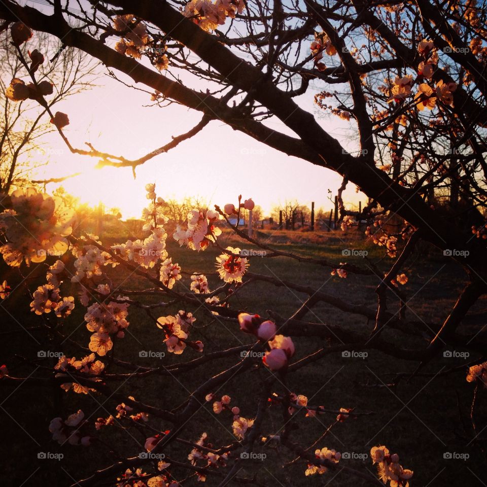 Spring sunset in Papa's backyard