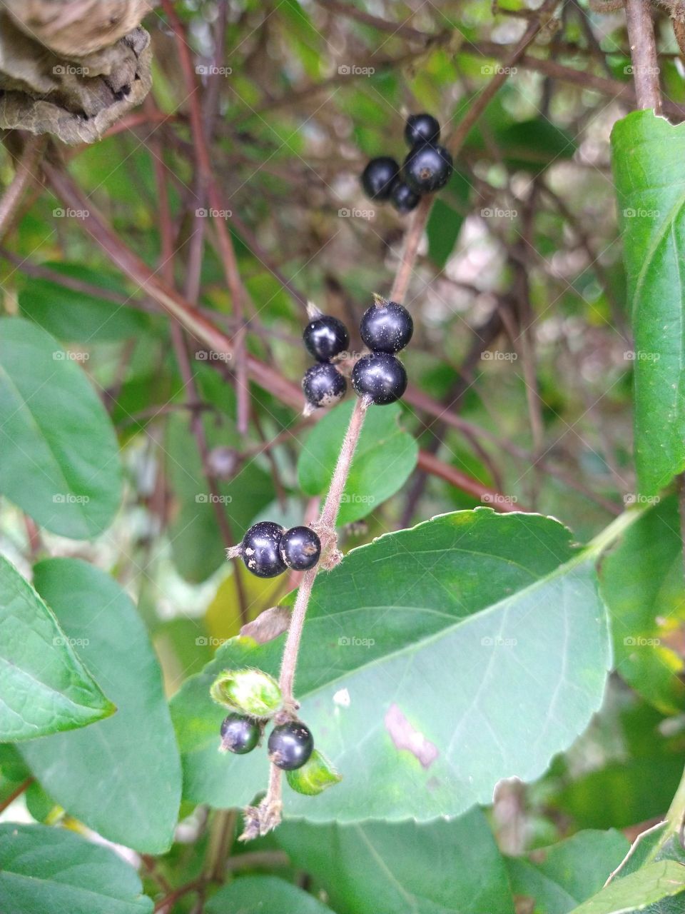 Berries of honeysuckle plant