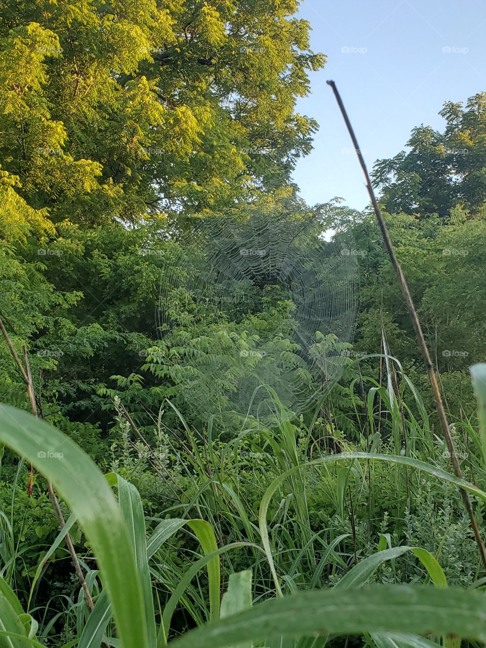 large spider web in morning dew