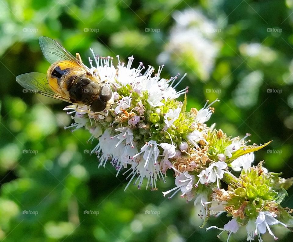 Bee Pollinating