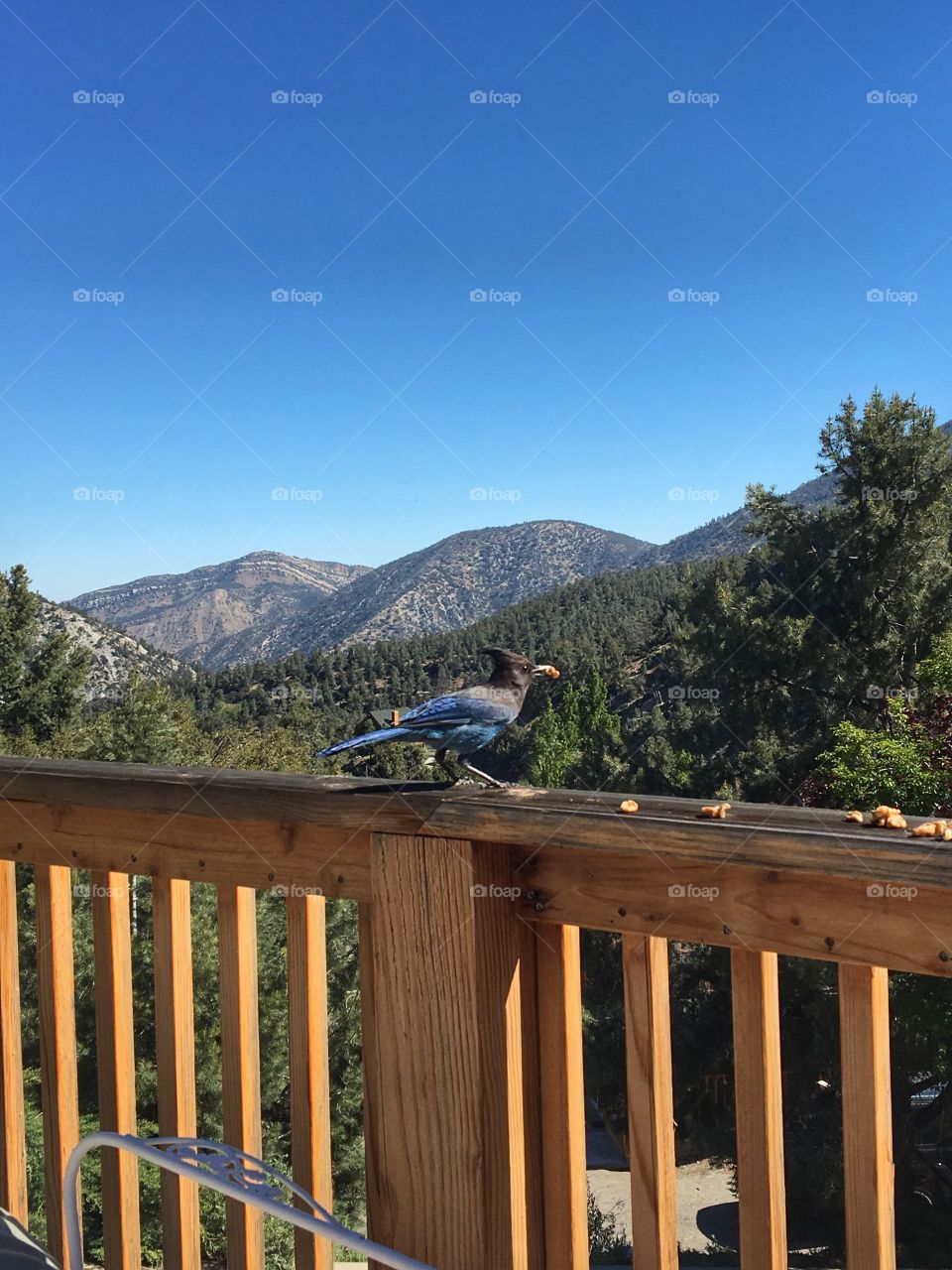 Breakfast with the blue jay 