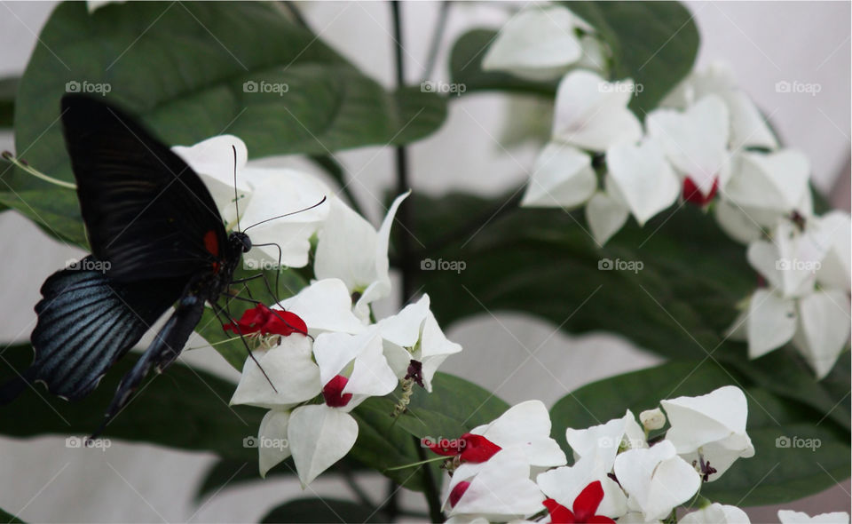 Black butterfly with red markings attracted to the red markings on white flowers
