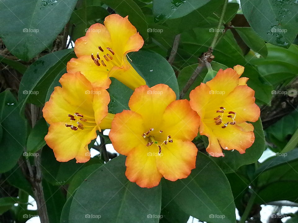 Vireya Rhododendron Haloed Gold, orange and yellow tropical flower