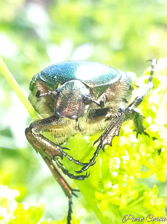 scarabeo
