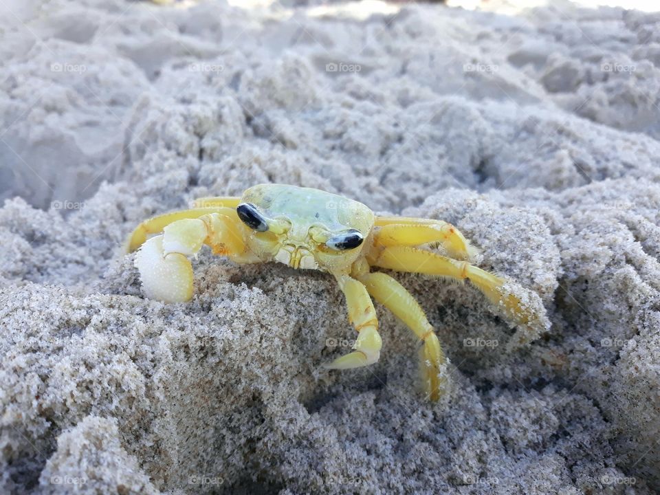 Crab known by the name of Maria Farinha on the beaches of Pernambuco, Brazil.
