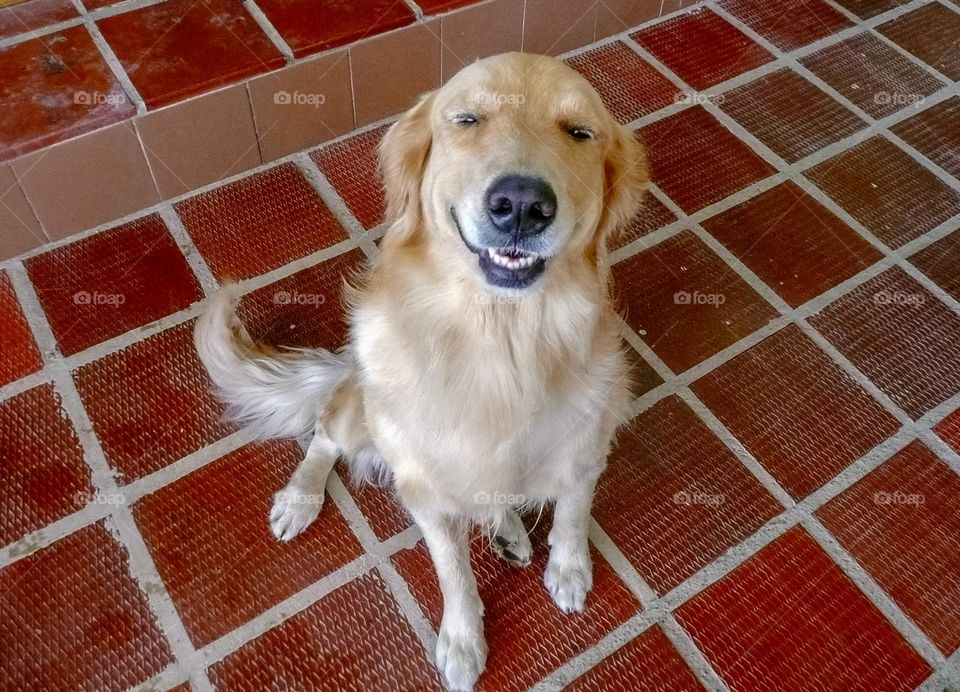 Smiling dog