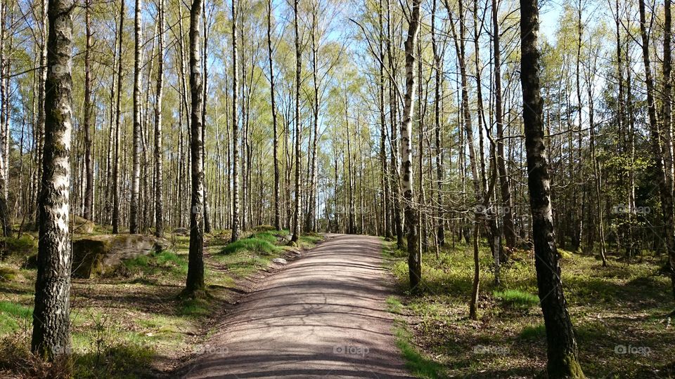 Scenic view of footpath in forest