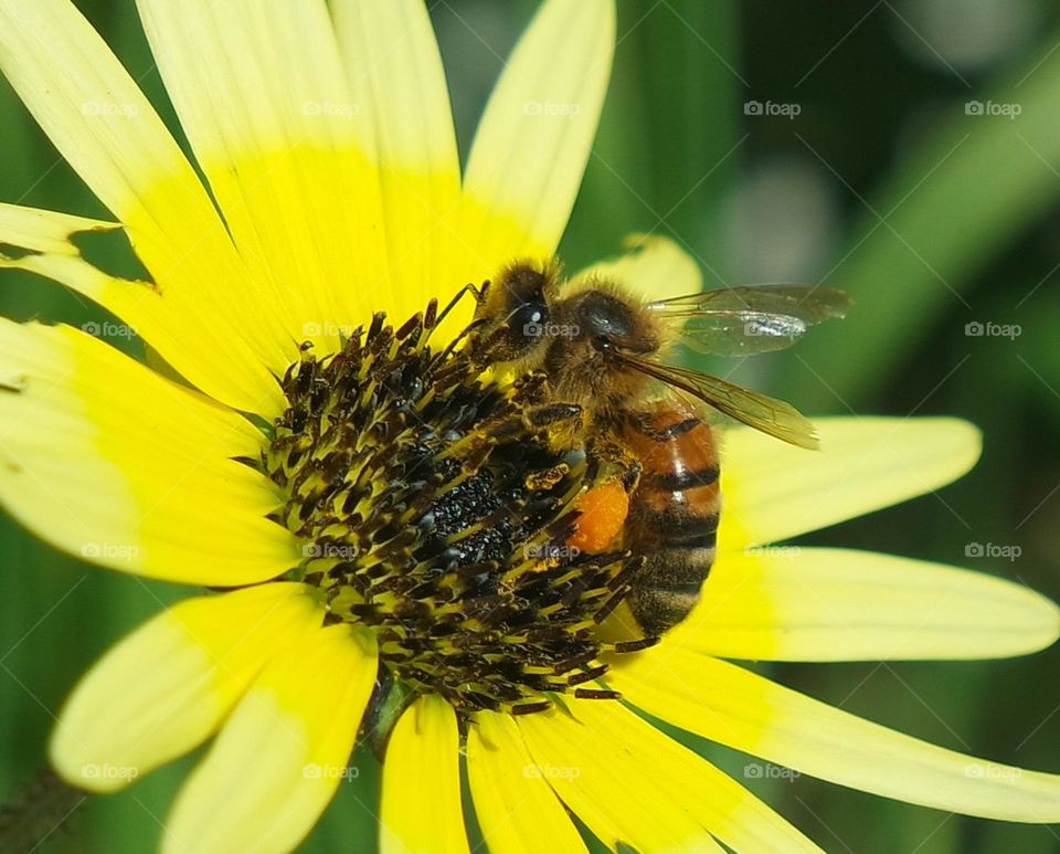 A bee on a flower, with a tiny bit of nectar on its leg