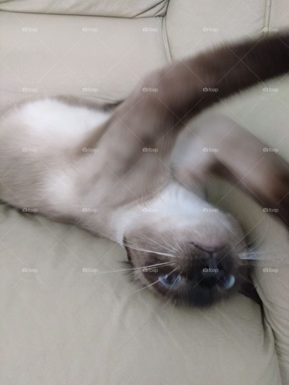 cat brincando gamora