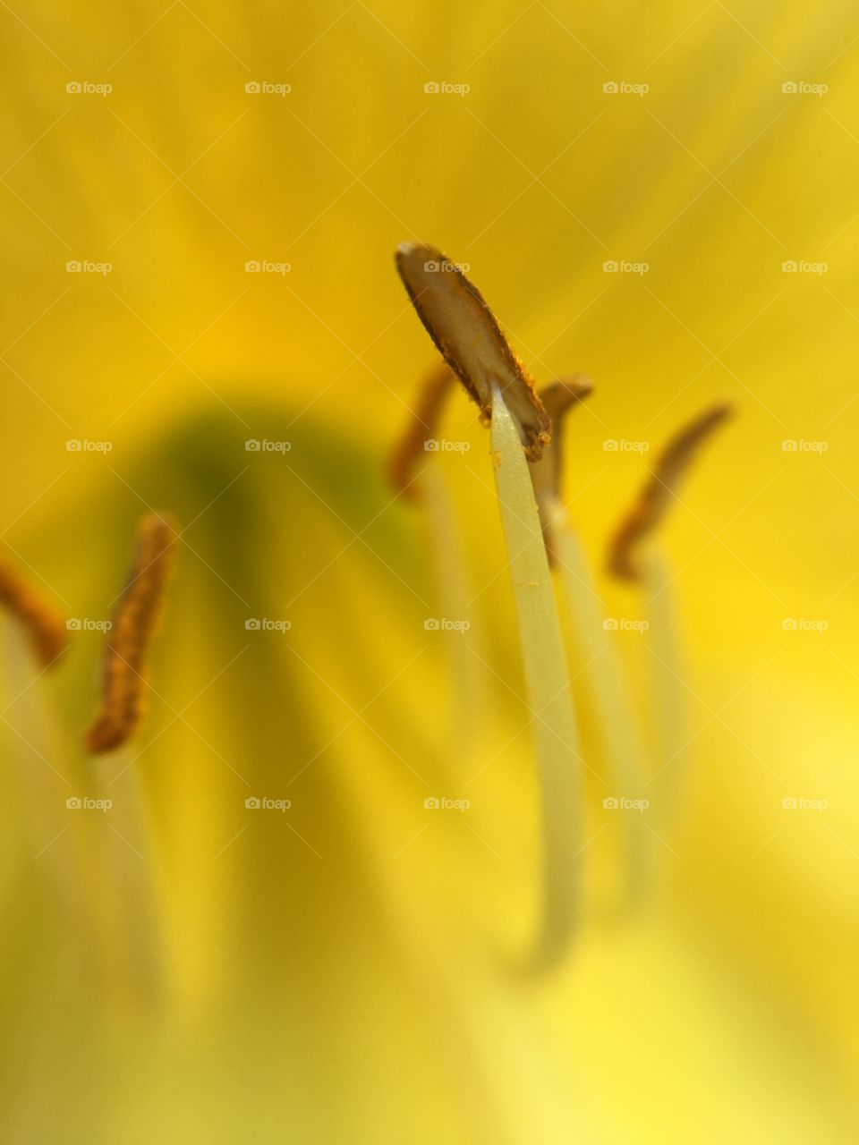 Macro Lilly 