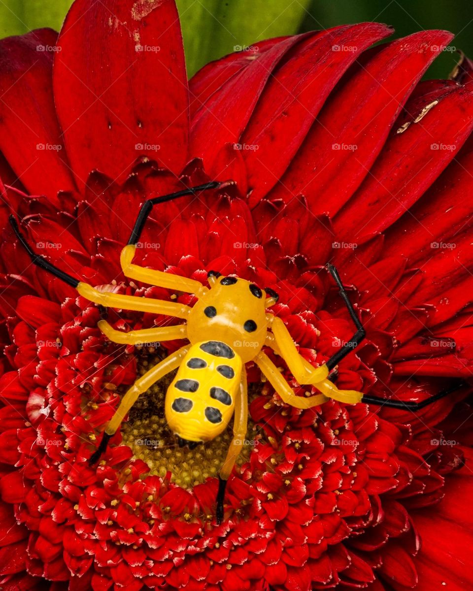 Yellow Crab spider