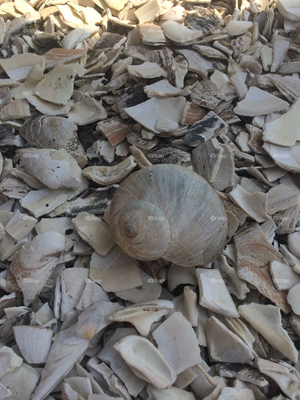Shells
