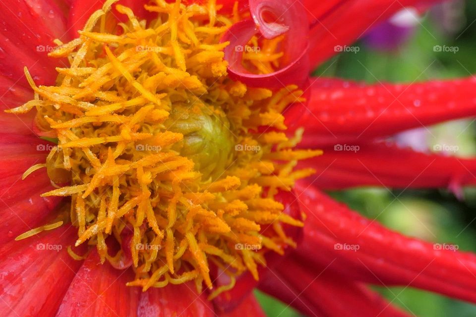 Close-up of the pistil of a red flower (2)