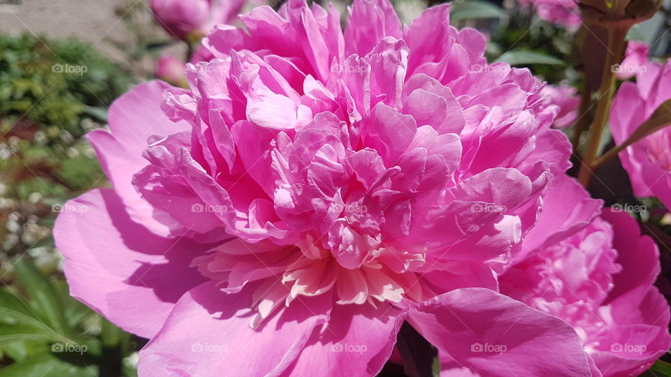 pink bright peony flowers in spring