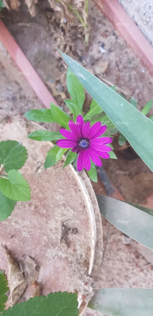 Purple Flower