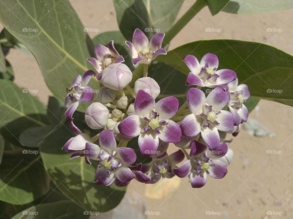 calotropis procera madar akkara flower white nd purple colour looks very beautiful generally found everywhere fresh seasonal very poisonous species