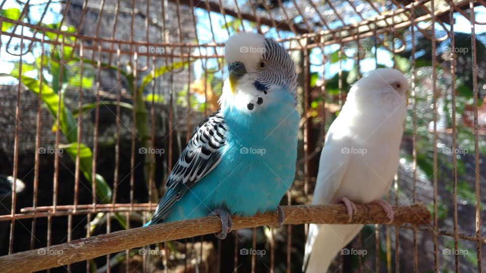 Periquitos, azul e branco. A beleza natural dos passarinhos.