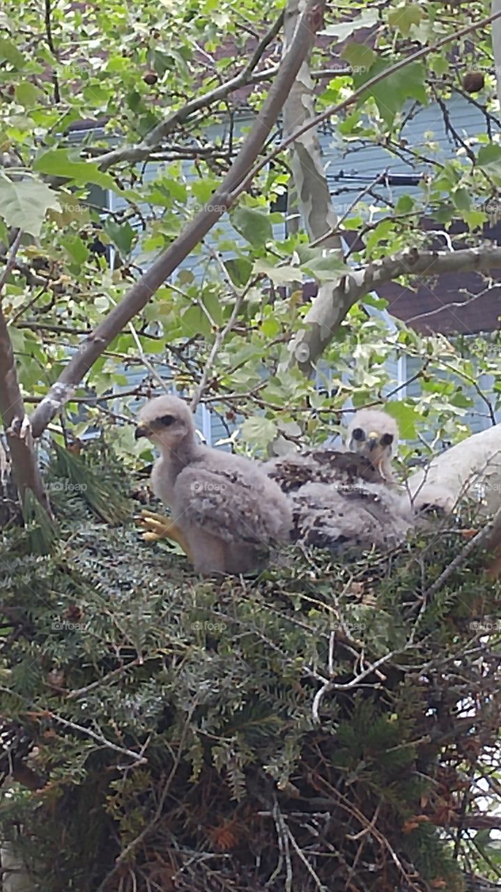 Three baby hawks at Whiteford Hall, McDaniel College Westminster, MD