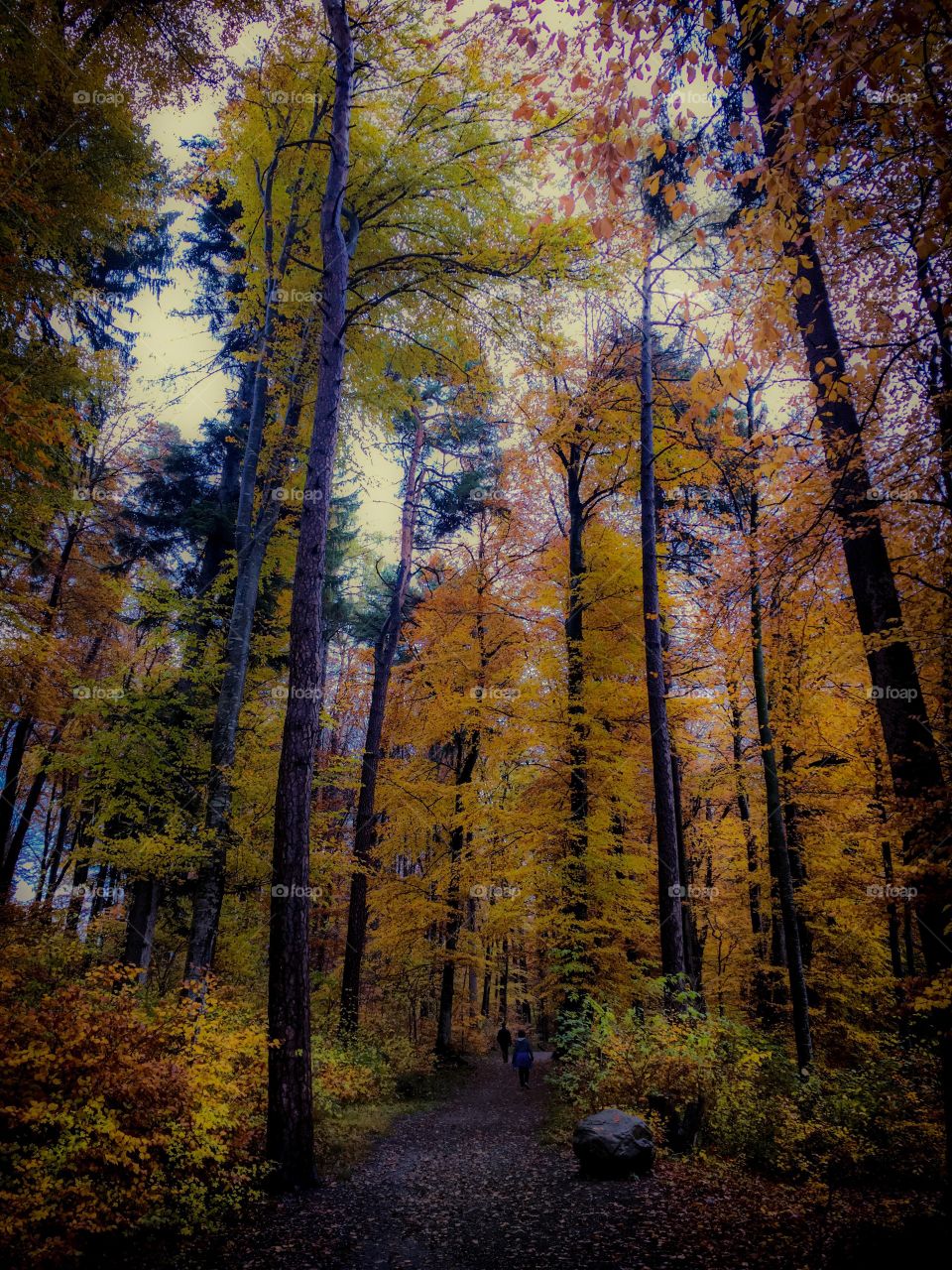 autumn forest.