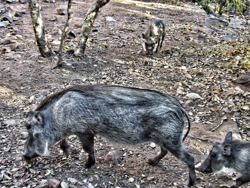 Wild boar