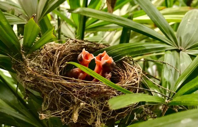 Bird chicks
