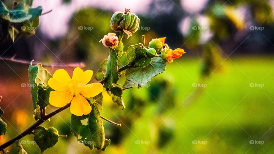 yellow flowers 