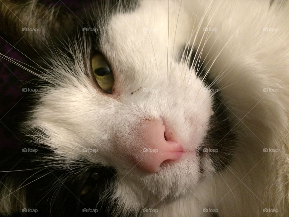 Kitty close up