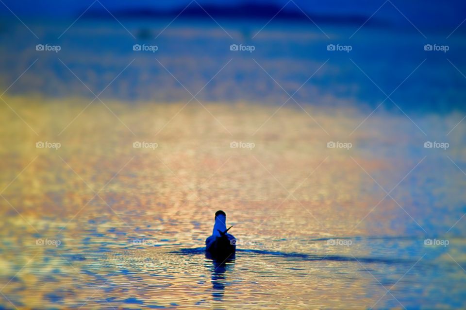 Bird swimming in sea