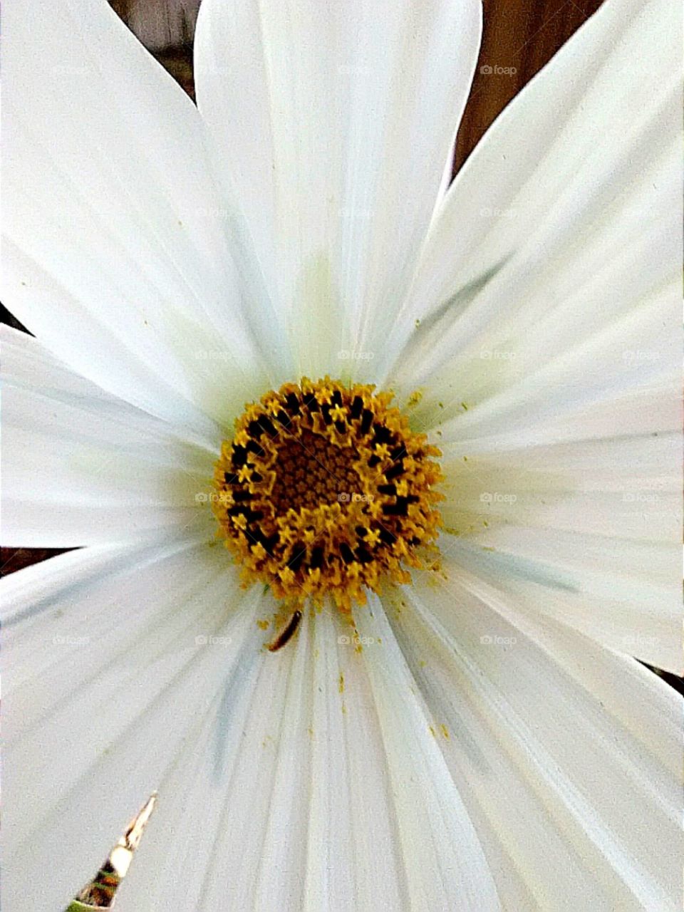 white cosmos flower