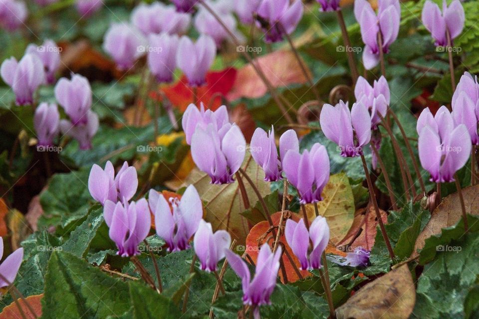 purple crocus flowers in spring
