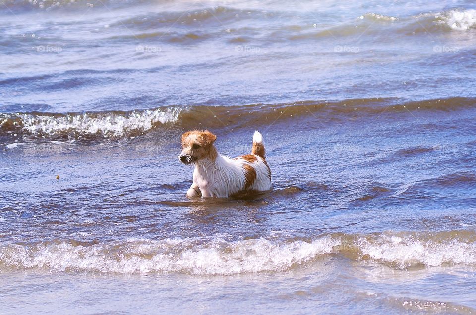 Dog. A terrier playing in the ocean