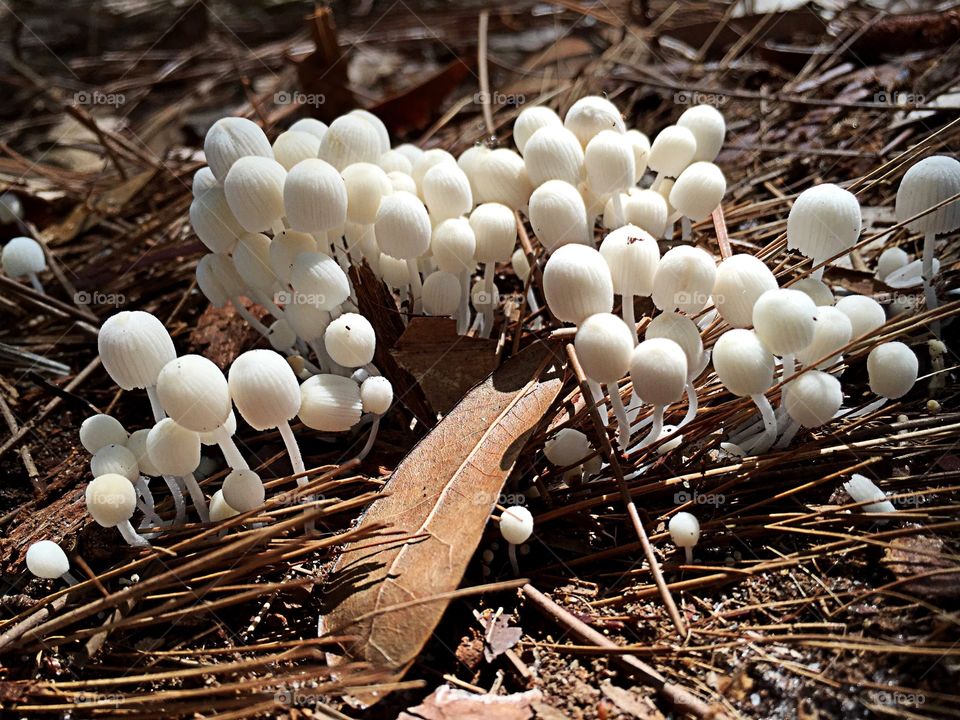 Close-op of mushroom growing in forest
