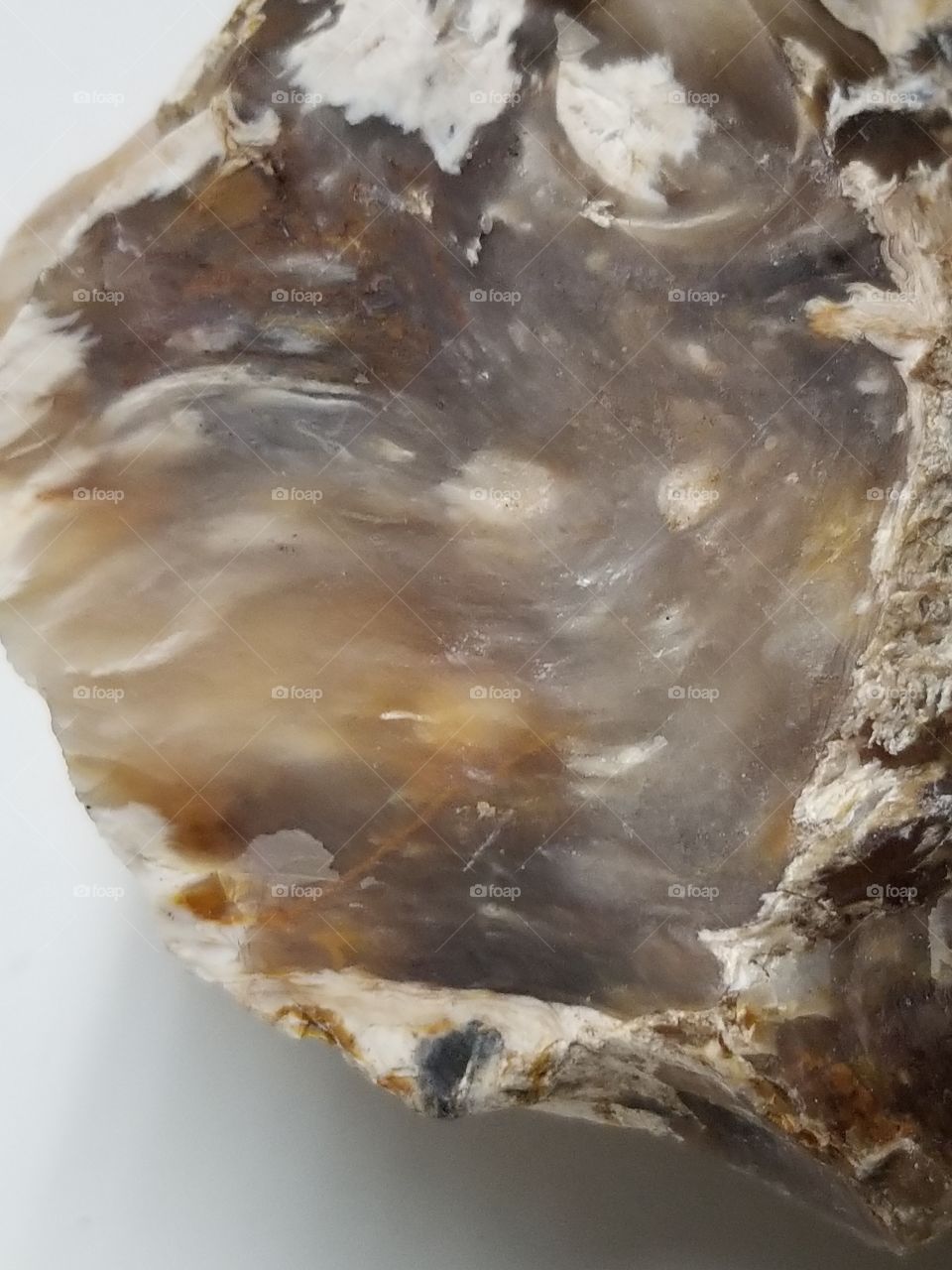 Amazing Wood Fossil with Agate