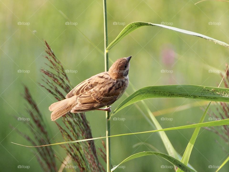Sparrow on the reed