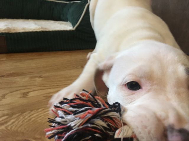 Good dog