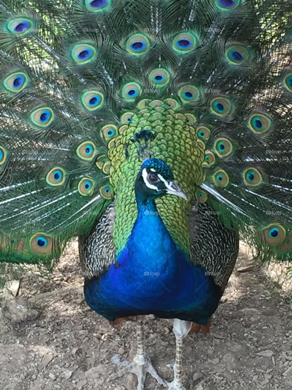 Peacock displaying Tail