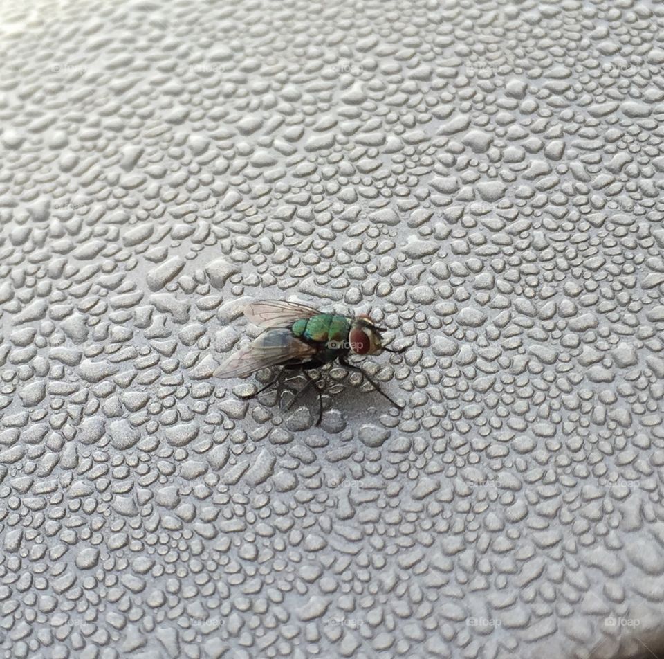 Green fly on wet car surface 