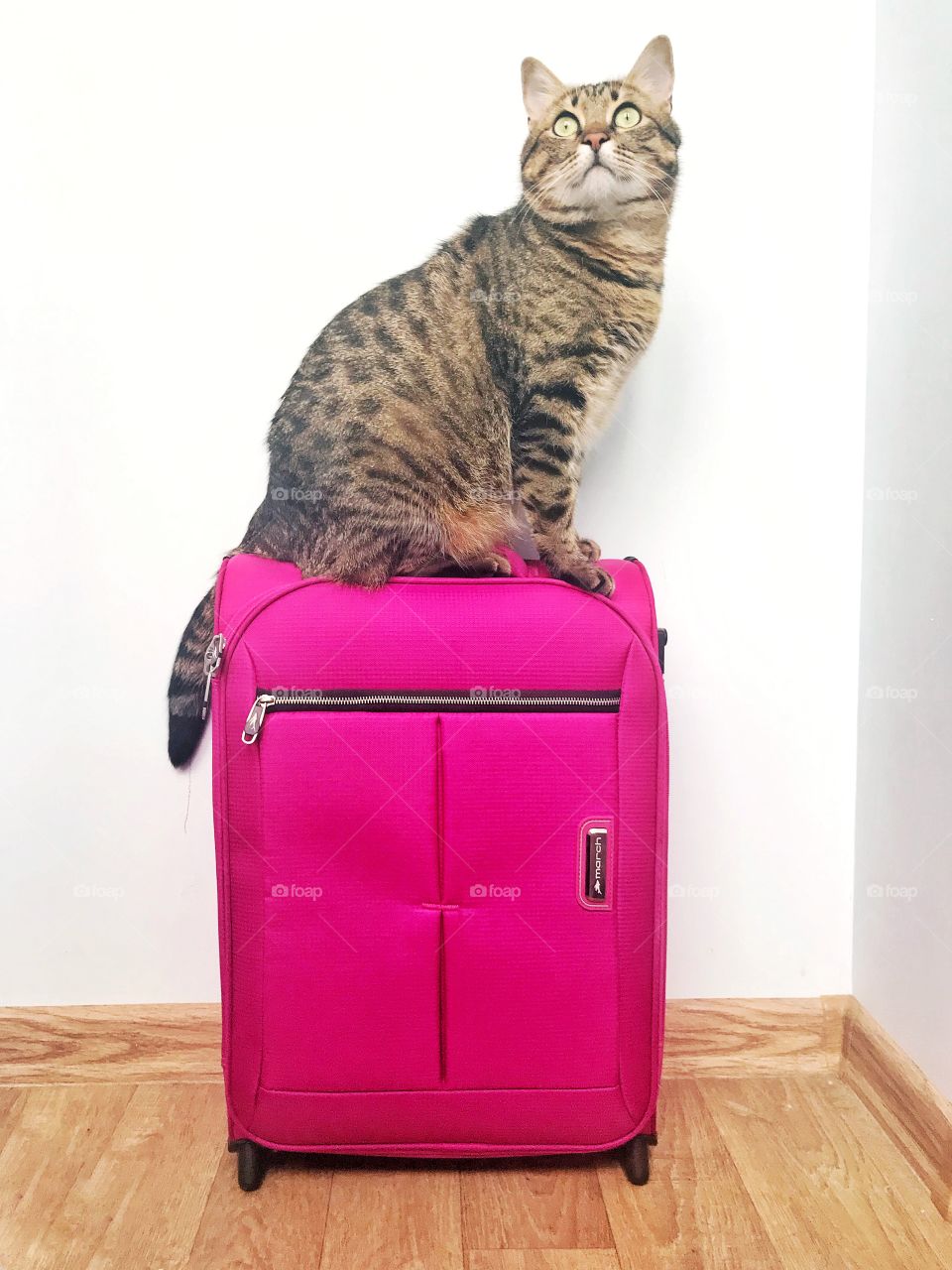 Cute photo cat with suitcase