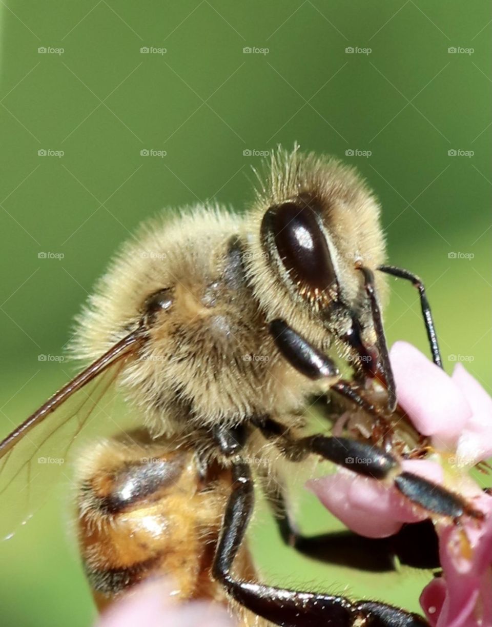 Honeybee close up