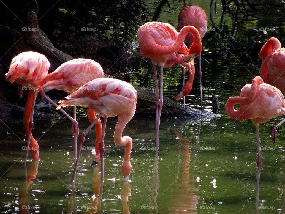 pink flamingos