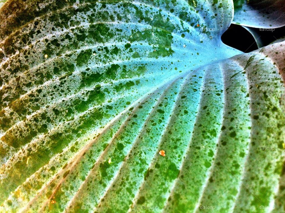 Striped green leaf of funkia plant.