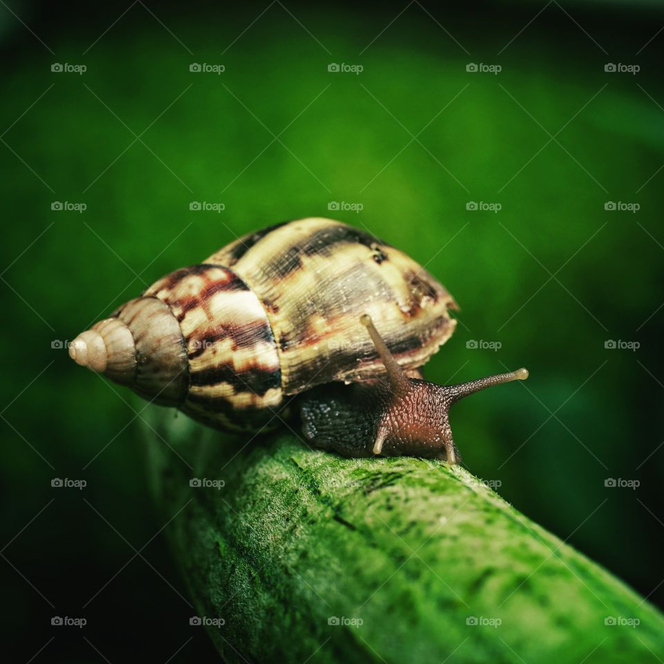 snail